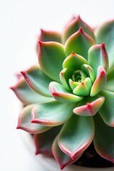 Fototapeta premium Close-up of Echeveria succulent, white backdrop, stem, closeup