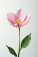 Fototapeta premium Delicate petals, elegant stem, pure white background, bright, high resolution