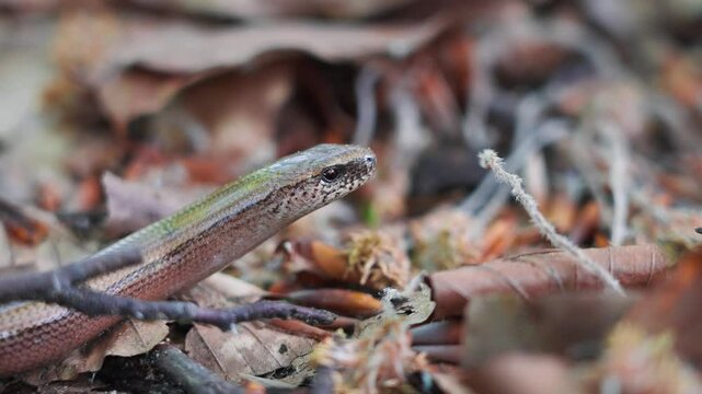 Slow Worm Closeup Macro In The Forest. - zoomed in shot