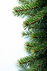 Dense cluster of pine needles, stems, and leaves against stark white , group, brown, detail