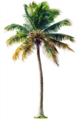 Tropical Palm Tree Isolated (2)