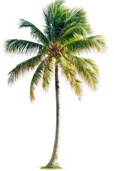 Tropical Coconut Palm Tree Isolated (2)