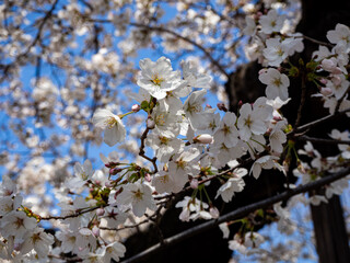 満開の桜の花　長野県