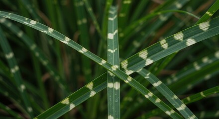 Close-up of Zebra Grass Blades with Spotted Pattern in Natural Setting