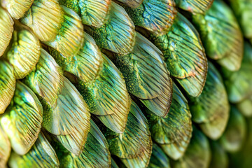 Fototapeta premium texture of green fish scales close up