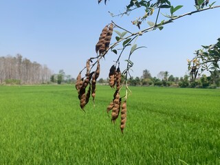 The old pigeon peas on the tree