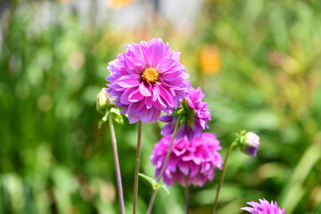 Obraz premium ダリア「お手玉」 Dahlia 'Otedama'