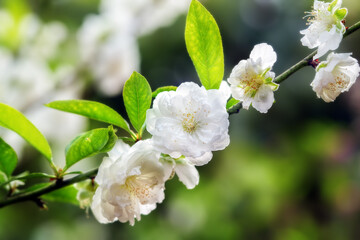 Fototapeta premium Chinese plum ( Prunus japonica or Oriental bush cherry) flowers blooming 