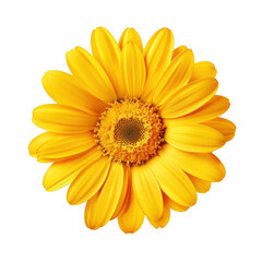 Obraz premium yellow flower isolated on white