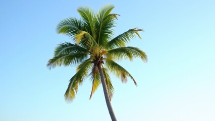 A short palm tree stands tall against a clear blue sky, showcasing its lush green fronds.