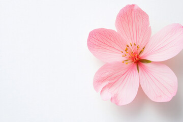 Pink flower on a white background