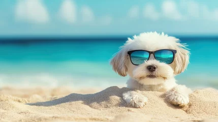 Couple Puppy dog and orange cat wearing sunglasses sitting on beach and eating watermelon on beach chair and beach umbrella by the sea in resting summer vacation,orange cat,pet friendly concept. © pornsawan