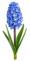 Obraz premium Vibrant Blue Hyacinth Flower with Green Leaves on White