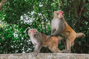 Dec 24 2024 Monkeys Interacting in a Natural Forest Environment