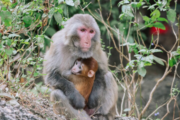 Dec 24 2024 Monkey Holding Her Baby in a Natural Forest E