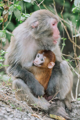Dec 24 2024 Monkey Family Bonding in Nature Showing Parental Care and Affection