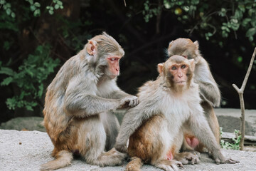 Fototapeta premium Monkeys Engaged in Grooming in Their Natural Habitat Dec 24 2024