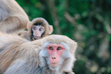 Naklejka premium Dec 24 2024 Monkeys in Natural Habitat Depicting Bond and Instinctive Connections