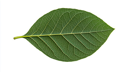 Obraz premium vibrant green leaf with visible veins symbolizing nature intricate design