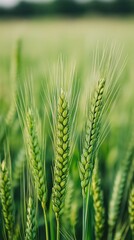 In a vibrant field, young green wheat stands tall, its delicate ears catching the light of a warm afternoon sun. The lush landscape vibrates with life and potential