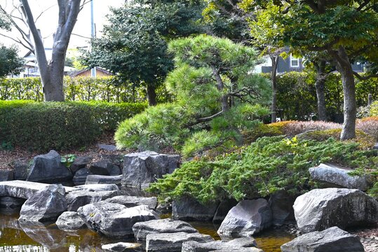 Japanese black pine tree. A tree endemic to Japan that is used as a windbreak or tidebreak, as a front porch tree, and for japanese style garden tree and 
bonsai.