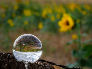 Reflection of a Sunflower crop through a glass ball, taken in Warwick, Southern Downs, Australia.