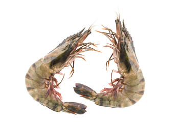 Two Tiger Prawns lined up. on a white background.