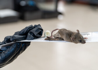The mouse got caught in a super glue trap. A little mouse is caught in a glue trap and is trying to...