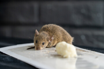 The mouse got caught in a super glue trap. A little mouse is caught in a glue trap and is trying to...