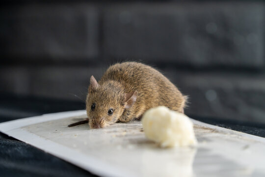The mouse got caught in a super glue trap. A little mouse is caught in a glue trap and is trying to get out. The mouse stuck ion glue trap. An animal that spreads pathogens. Rat dying on trap.