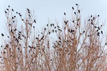 Close-up a large flock of rooks sits on the bare branches of trees in early spring in the rays of the setting sun. In mountainous areas, rooks move down to warmer parts of the city for the night.