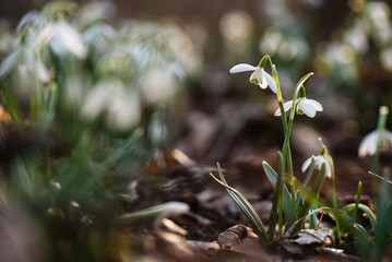 Przebiśniegi w lesie, wiosenne tło, marzec 2025.