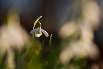 Przebiśniegi w lesie, wiosenne tło, marzec 2025.