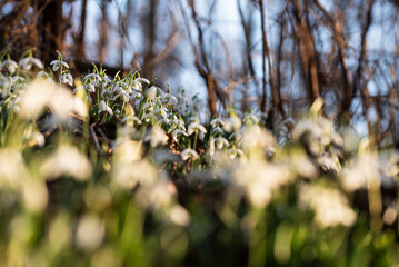 Przebiśniegi w lesie, wiosenne tło, marzec 2025.