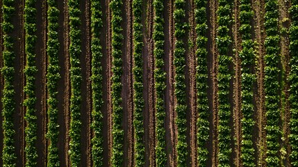 Aerial View of Lush Green Vineyard Rows in Sunny Environment