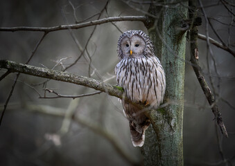 Ural owl ( Strix uralensis ) close up