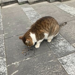 A cat's day in the park
