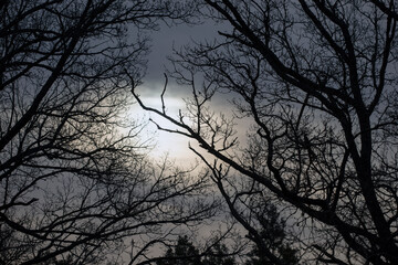 silhouette of a treet, nacka,mats,stockholm,sweden,sverige