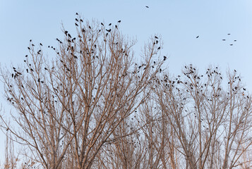 A view from afar of a large flock of rooks sitting on bare tree branches in the rays of the setting sun. In mountainous areas, they come down to spend the night in warm areas of the city.