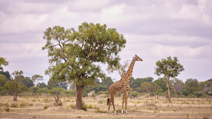 giraffe