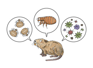 ヌートリアと寄生虫(ダニ、ノミ、病原菌)