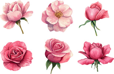set of pink roses isolated