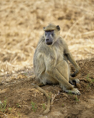 baboon sitting on the ground