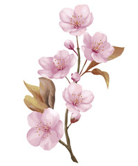 Watercolor vintage botanical illustration of cherry blossom flower or sakura flower. Sakura flower painting with stem and leaves.