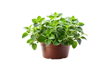 Fototapeta premium Best Collection of Transparent Oregano Vegetable PNG Images – High-Quality & Editable