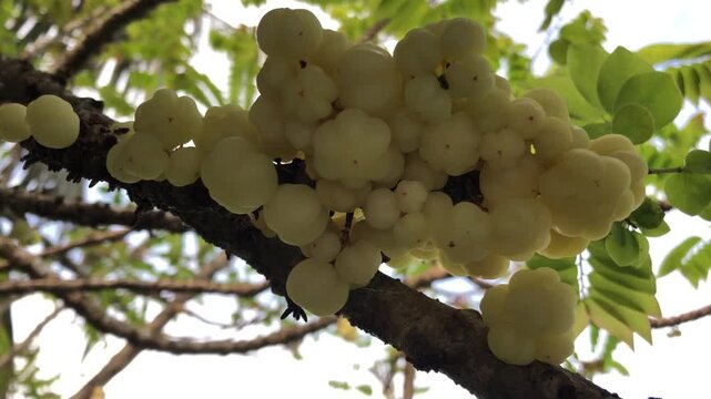 A bunch of Ayurvedic Indian Gooseberry fruits. herbal, vitamin