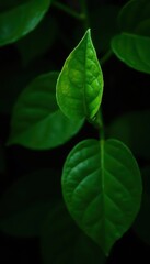 Bright emerald creeper leaves, sharp contrast, dark background, wallpaper, stock photo