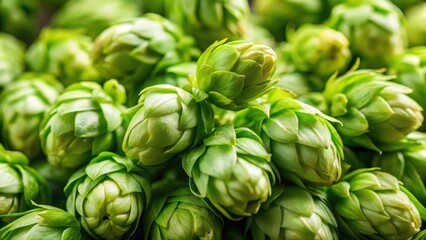 Fototapeta premium Close-up shot of fresh green beer hops with tiny buds and delicate petals, showcasing their intricate details and texture, botanicals, fresh produce