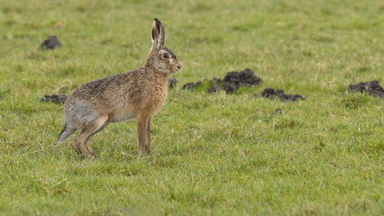 A boxing match between two hares and chasing each other.