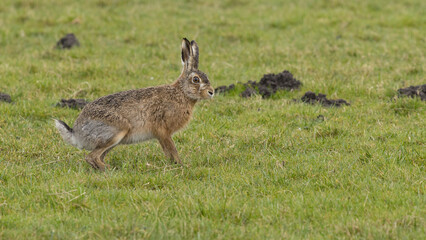 A boxing match between two hares and chasing each other.